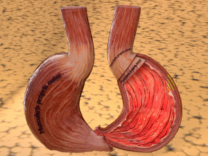 Stomach seperable parts 3D Модель