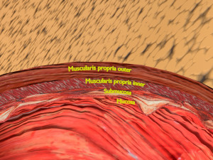 Stomach seperable parts 3D Модель