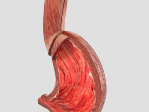 Stomach seperable parts 3D Модель
