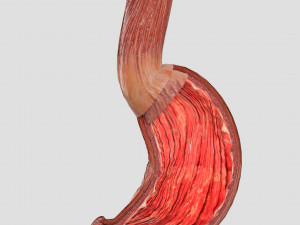 Stomach seperable parts 3D Модель