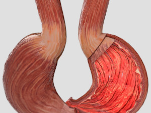 Stomach seperable parts 3D Модель