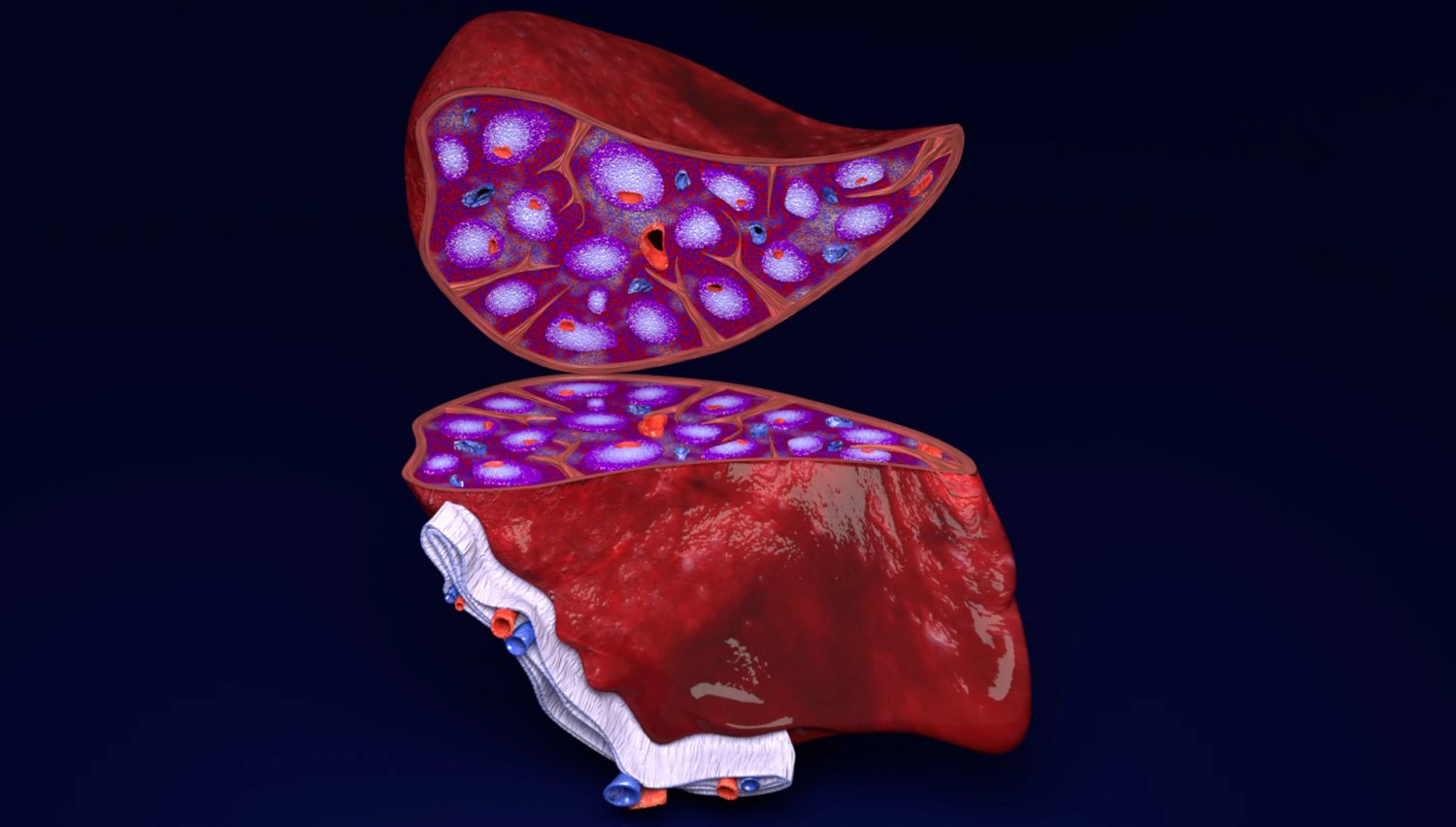 3D Spleen Anatomy Microscopy Labelled 3D Model .c4d .max .obj .3ds .fbx .stl .blend 