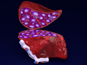 3D Spleen Anatomy Microscopy Labelled Modèle 3D
