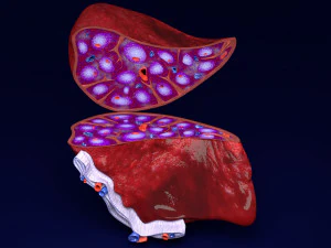 3D Spleen Anatomy Microscopy Labelled 3D Model