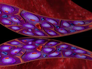 3D Spleen Anatomy Microscopy Labelled 3D Model
