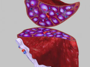 3D Spleen Anatomy Microscopy Labelled 3D Model