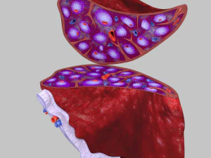 3D Spleen Anatomy Microscopy Labelled 3D Model