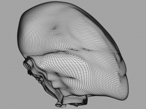3D Spleen Anatomy Microscopy Labelled Modelo 3D