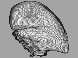 3D Spleen Anatomy Microscopy Labelled 3D Model