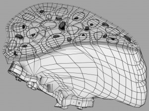 3D Spleen Anatomy Microscopy Labelled Modelo 3D
