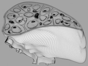 3D Spleen Anatomy Microscopy Labelled 3D Model