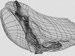 3D Spleen Anatomy Microscopy Labelled Modelo 3D