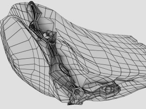 3D Spleen Anatomy Microscopy Labelled 3D Model