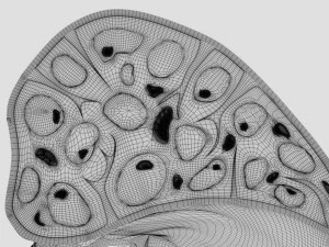 3D Spleen Anatomy Microscopy Labelled 3D Model