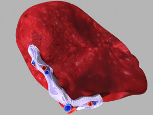 3D Spleen Anatomy Microscopy Labelled Modelo 3D