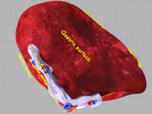 3D Spleen Anatomy Microscopy Labelled 3D Model