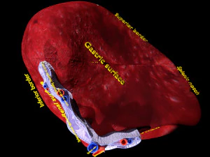 3D Spleen Anatomy Microscopy Labelled 3D Model