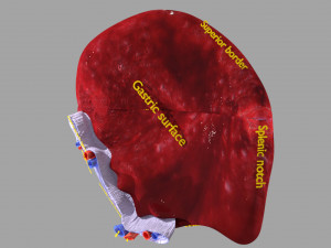 3D Spleen Anatomy Microscopy Labelled Modelo 3D