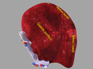 3D Spleen Anatomy Microscopy Labelled 3D Model