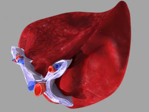 3D Spleen Anatomy Microscopy Labelled 3D Model