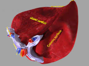 3D Spleen Anatomy Microscopy Labelled 3D Model