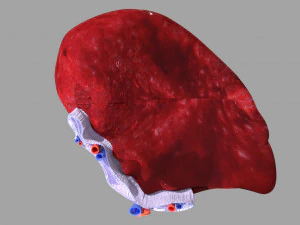 3D Spleen Anatomy Microscopy Labelled 3D Model