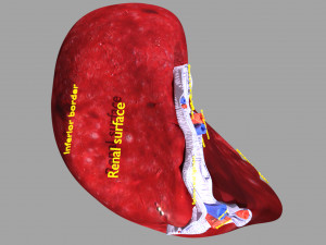 3D Spleen Anatomy Microscopy Labelled Modelo 3D