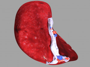 3D Spleen Anatomy Microscopy Labelled Modelo 3D