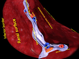 3D Spleen Anatomy Microscopy Labelled Modelo 3D