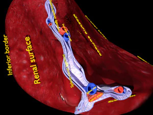 3D Spleen Anatomy Microscopy Labelled 3D Model