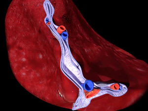 3D Spleen Anatomy Microscopy Labelled 3D Model