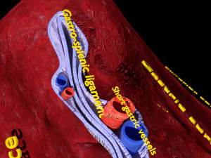 3D Spleen Anatomy Microscopy Labelled 3D Model