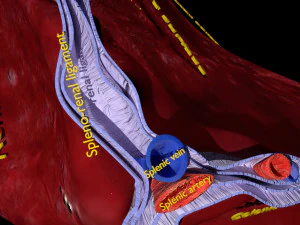 3D Spleen Anatomy Microscopy Labelled 3D Model