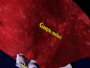3D Spleen Anatomy Microscopy Labelled 3D Model