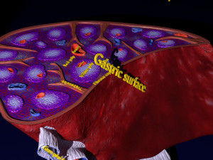 3D Spleen Anatomy Microscopy Labelled Modelo 3D