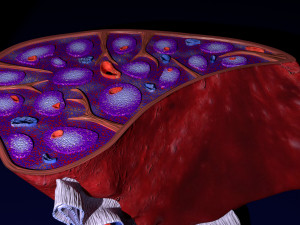 3D Spleen Anatomy Microscopy Labelled Modelo 3D