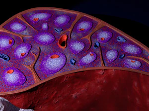 3D Spleen Anatomy Microscopy Labelled 3D Model