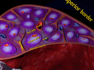 3D Spleen Anatomy Microscopy Labelled 3D Model