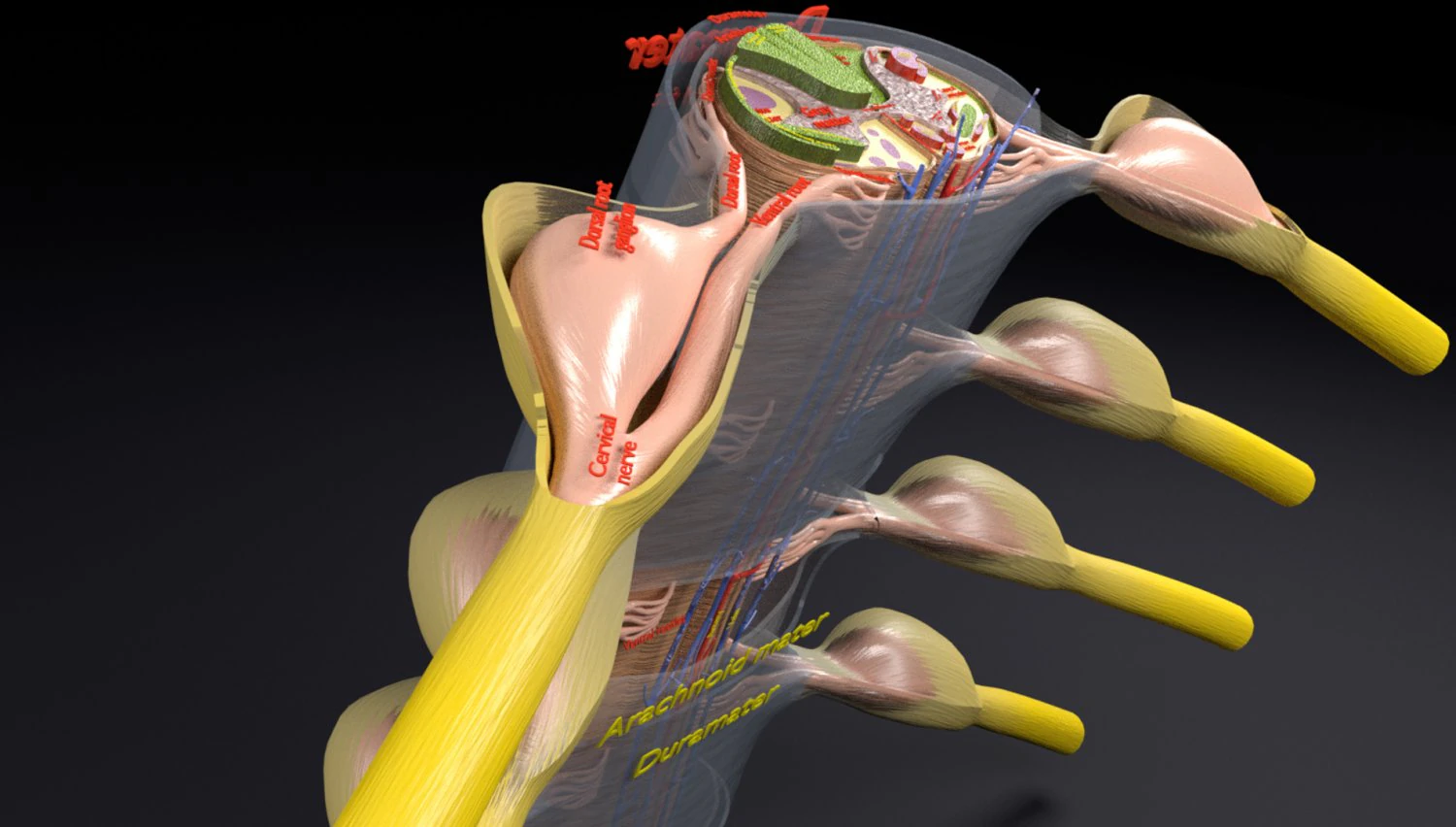 Spinal cord transverse section coverings label 3D Model .c4d .max .obj .3ds .fbx .stl .blend
