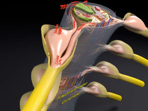 Etichetta dei rivestimenti della sezione trasversale del midollo spinale Modello 3D