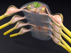 Spinal cord transverse section coverings label 3D Model