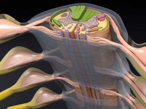 Spinal cord transverse section coverings label 3D Model