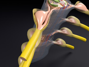 Spinal cord transverse section coverings label 3D Model