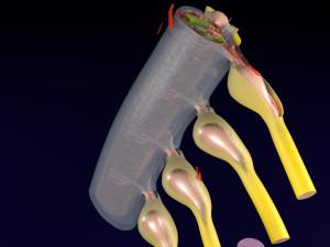 Spinal cord transverse section coverings label 3D Model