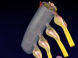 Spinal cord transverse section coverings label 3D Model
