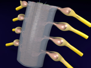 Spinal cord transverse section coverings label 3D Model