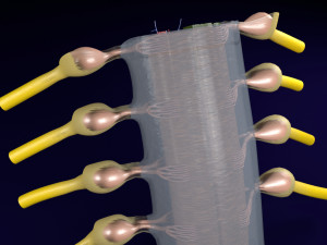 Spinal cord transverse section coverings label 3D Model
