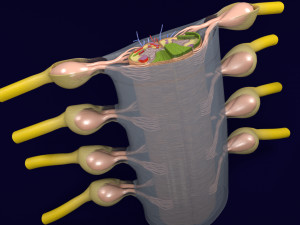 Spinal cord transverse section coverings label 3D Model