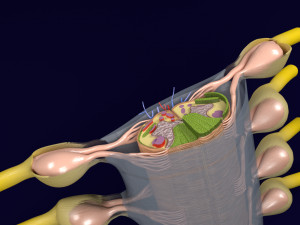 Spinal cord transverse section coverings label 3D Model