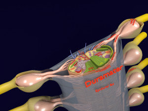 Spinal cord transverse section coverings label 3D Model